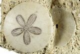 Two Fossil Sand Dollars - France #282924-1